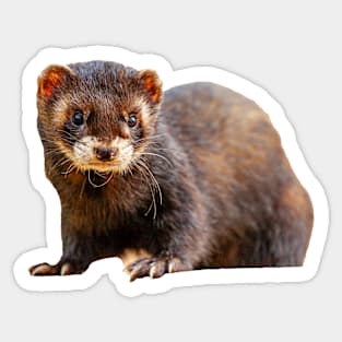 Just Ferreting around Sticker